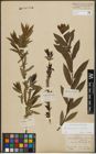 Foto von Salix purpurea L. x Salix viminalis L.